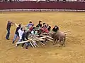 "Ó Forcão Rapazes" à Campo Pequeno