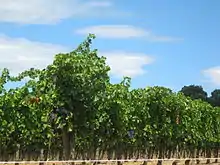 Photographie couleur représentant une vigne aux raisins noirs.