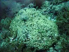 Cladocora caespitosa, unique espèce « récifale » de Méditerranée. Les structures qu'il forme demeurent cependant modestes.