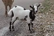 Capra aegagrus aegagrus, croisée au détour d'une route d'Ardèche.