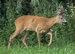 Capreolus capreolus