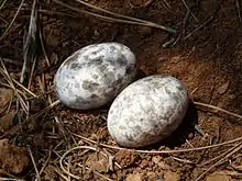  Photo montrant deux œufs blanc tachés de marron et de gris, posés à même la terre nue.