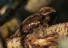  Sur une épaisse branche horizontale de couleur claire se trouve une excroissance plus sombre, veinée de marron et de blanc : il s'agit d'un oiseau endormi, tête tournée vers la droite, œil fermé.