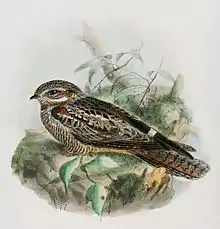  Dessin en couleurs représentant un oiseau tourné vers la gauche, allongé sur une branche ; ses couleurs mêlent le blanc, le beige, le marron et des tons plus sombres.