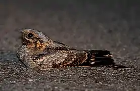 Photo nocturne d'un oiseau allongé au sol, éclairé au flash. Tourné vers la gauche, il montre un œil noir grandement ouvert, une série de poils entre l'œil et le bec, et un corps marbré de blanc, beige, marron et noir, de plus en plus sombre en allant vers la queue.