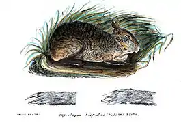 Planche zoologique d'un lapin gris chiné aux oreilles courtes, yeux jours et joues renflées