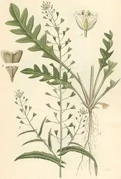 Description de l'image Capsella bursa pastoris lomme.jpg.