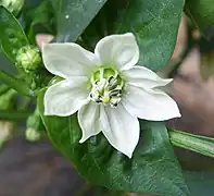 Fleur de Capsicum annuum
