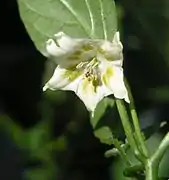 Fleur de Capsicum baccatum