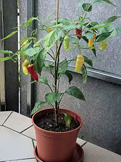 Description de l'image Capsicum baccatum0.jpg.