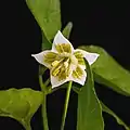 La fleur de la Capsicum baccatum