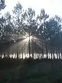 Captieux, la forêt au soleil matinal.