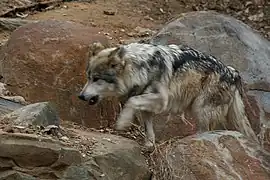 Un loup du Mexique captif, courant dans son enclos au Smithsonian National Zoological Park.