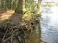 Les racines jouent un rôle majeur dans le maintien des berges, Schwielowsee, Brandebourg, Allemagne.