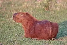 Capibara allongé au pelage roux