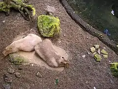Capybaras au Biodôme de Montréal