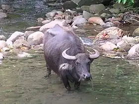 Un carabao aux Philippines.