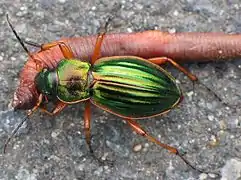 Carabus auratus (Carabidae) avec sa proie (un ver de terre)