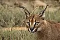 Caracal caracal