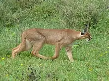 Un caracal chassant dans le Serengeti.