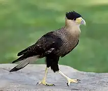 Oiseau à dos sombre, calotte noire et bec crochu marchant sur un rocher