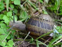 Pulmonata, Helicidae