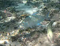 Une jeune carangue tachetée (Carangoides orthogrammus)