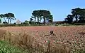 Récolte de potimarrons sur un des rares endroits cultivés de l'île.