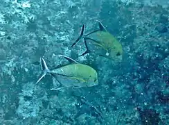 Un couple de carangues noires (Caranx lugubris)