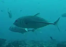 Une carangue à gros yeux (Caranx sexfasciatus)