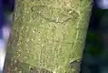 Écorce de jeune tige de Carapa guianensis