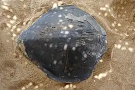 Carapace de tortue à Grand-Popo.