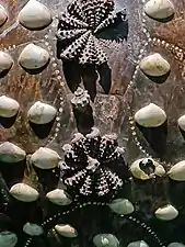 Carapace de tortue incrustée de coquillages (détail).
