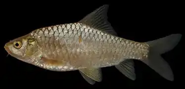 Carasobarbus luteus