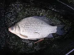 Dessin d'un gros poisson brun doré et deux plus petits rouges et blanc