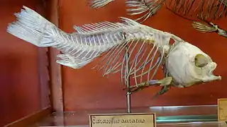 Squelette de Carassius auratus conservé au MNHN à Paris