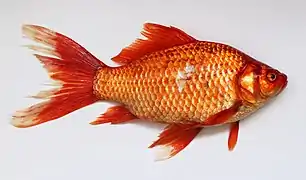 Carassius gibelio (Cyprinidae)