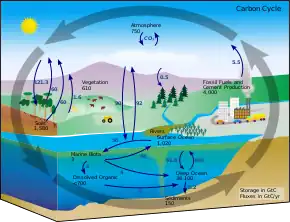 Diagramme du cycle du carbone