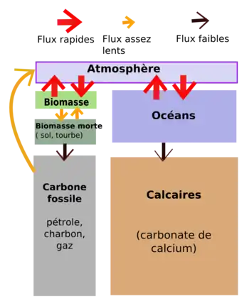 Schéma expliquant le cycle simplifié du carbone.