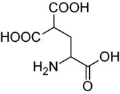 γ-Carboxyglutamate