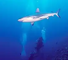 Requin nageant au-dessus d'un plongeur.