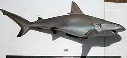 Requin vu de profil, hors de l'eau et posé sur un fond blanc.