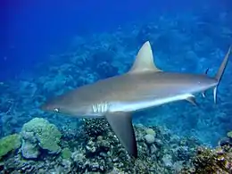 Photo d'un requin aux longues nageoires en train de nager.