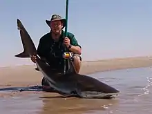 Pêcheur, agenouillé sur une plage, tenant par les nageoires un jeune Requin cuivre posé sur le sable.