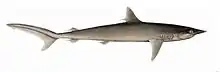 Illustration d'un requin, vu de côté.