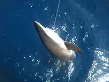 Un requin brun à moitié sorti de l'eau par une ligne de pêche accrochée dans le coin de sa bouche.