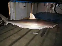 Un requin de grande taille, de couleur bronze, gisant sur le pont d'un navire