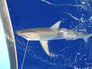 Un requin des Galapagos hameçonné par un bateau de pêche