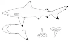 Description de l'image Carcharhinus leiodon nmfs.png.