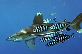 Carcharhinus longimanus (Carcharhinidae)